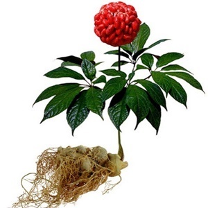 Ginseng the