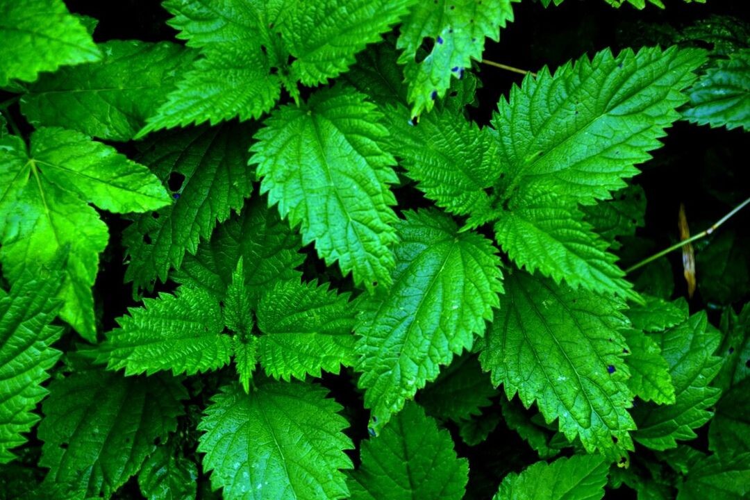 nettle to increase power